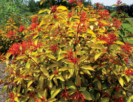 Firebush Lime Sizzler.